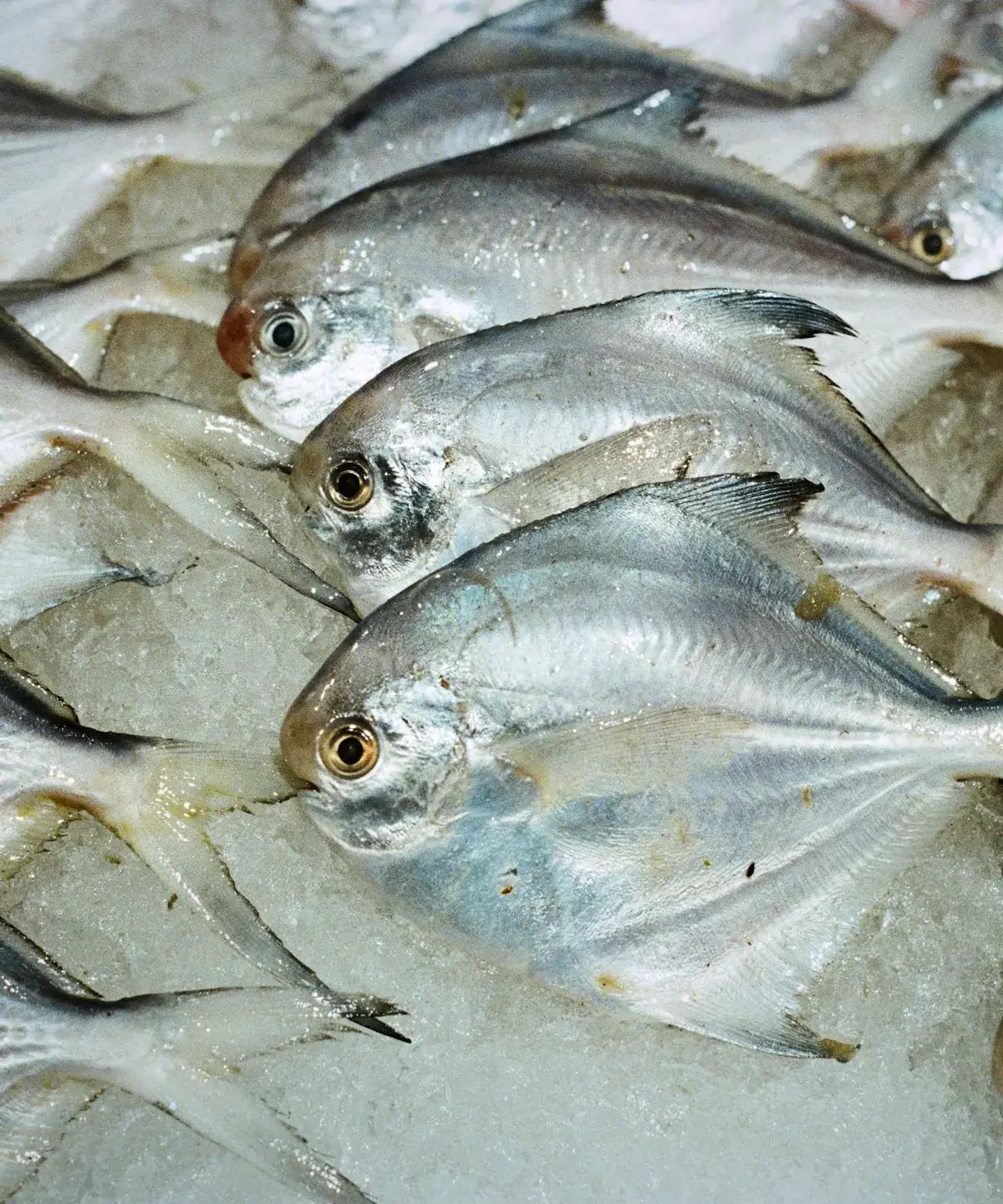 Peixe inteiro conservado em gelo