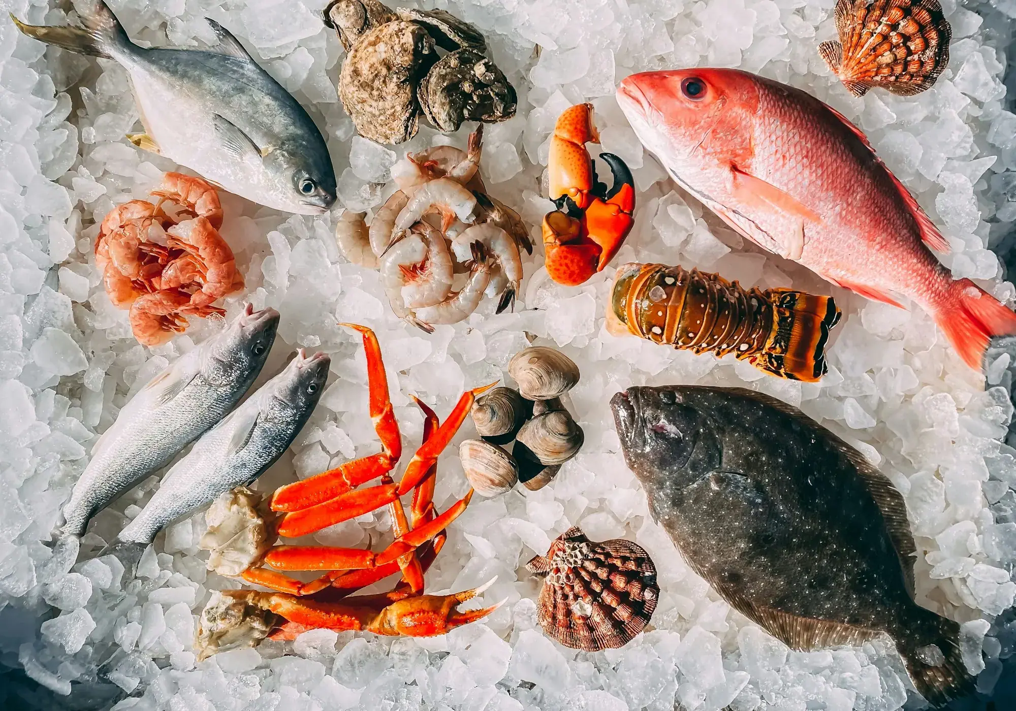 Peixe, polvo, marisco e bivalves frescos sobre gelo