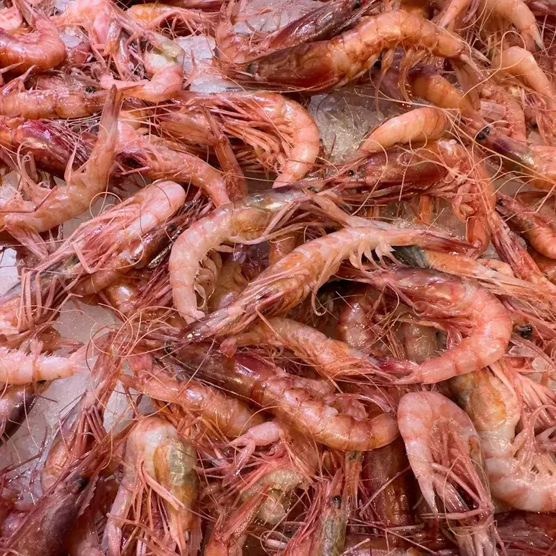 Gamba vermelha